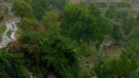 Torrential rain in the forest. 4K resolution. 스톡 동영상 302394547