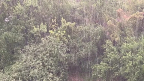 Torrential rain pouring down on dense green forest canopy Stock Footage 341509115