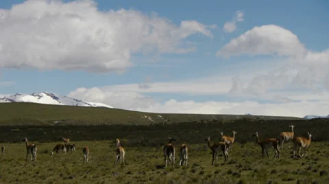 Torres Del Paine and Yacos - Pan Video stock 33702053