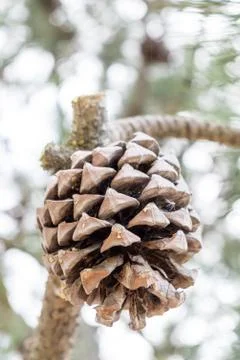 Torrey pine cone Stock Photos