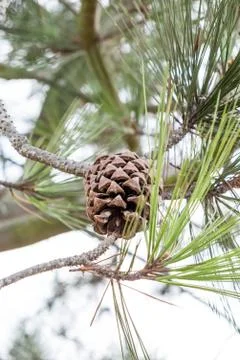 Torrey pine cone Foto stock
