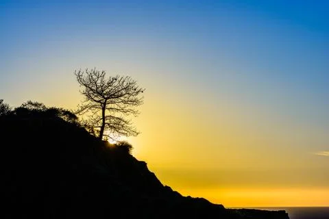 Torrey pine setting sun Stock Photos