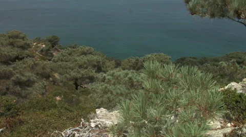 Torrey Pine Tree 스톡 동영상 38317364