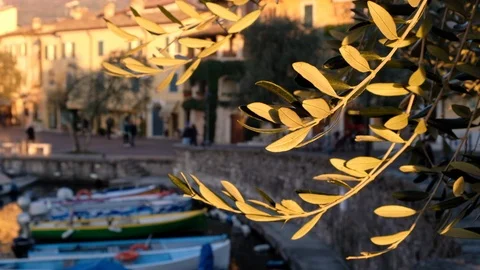 Torri del Benaco: Sunset Tree 스톡 동영상 100582314