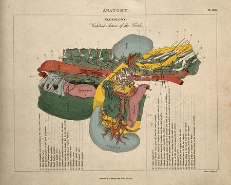 Torso: cross-section indicating the nerves, organs, arteries and bones, in .. Stock Illustration