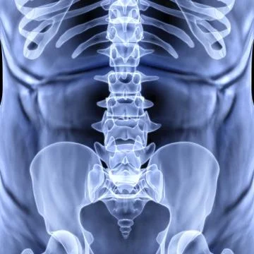 Torso Stock Illustration