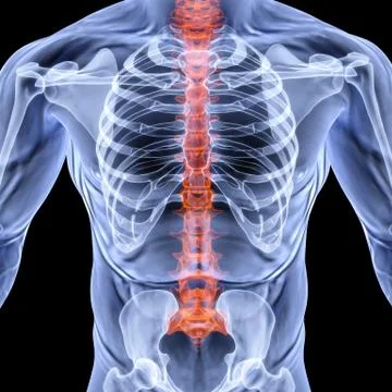 Torso Illustrazione stock