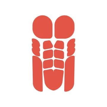 Torso muscles system human body system. pectoral muscle and press Corpus man  Stock Illustration