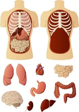 Torso with organs Stock Illustration