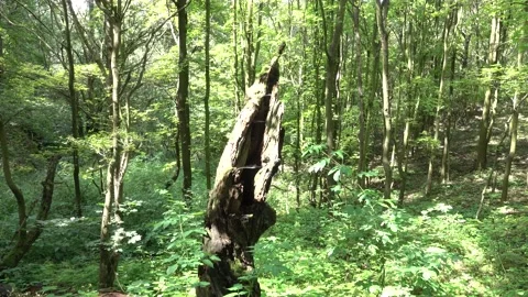 Torso of a tree in a deciduous forest Stock Footage 159157180