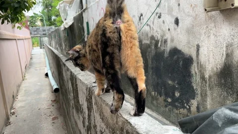 Tortie cats on wall . Stock Footage 230846962