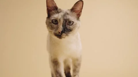 Tortie point siamese cat walking and sitting on a beige background Stock Footage 345210351