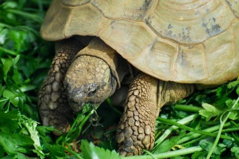 Tortiose Stock Photos