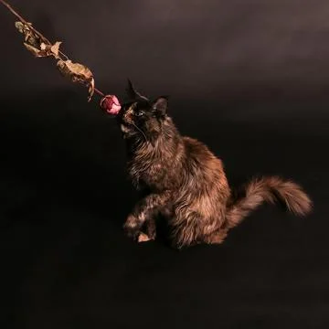 Tortioseshell cat sniffs dry rose Stock Photos