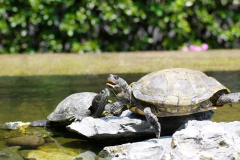 Tortises in pond Foto stock