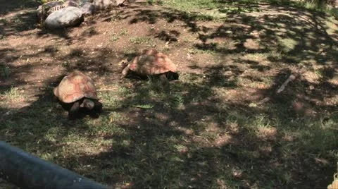 Tortiuses 01 스톡 동영상 11967761