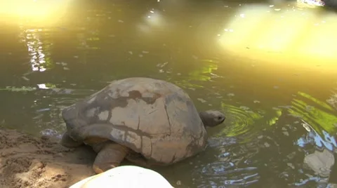 Tortoise 05 Stock Footage 8575555