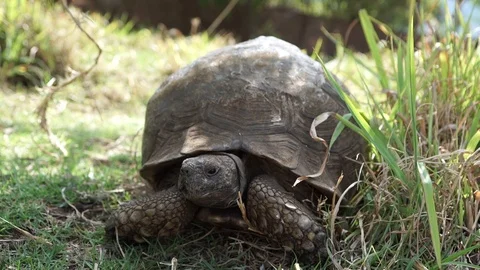 Tortoise 1 Stock Footage 121177232