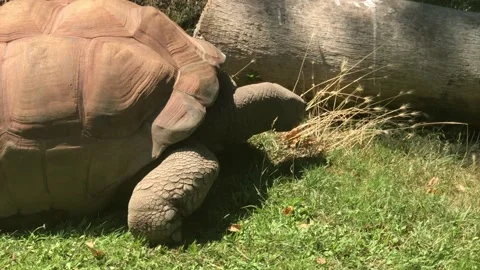 TORTOISE 1 Stock Footage 135029839