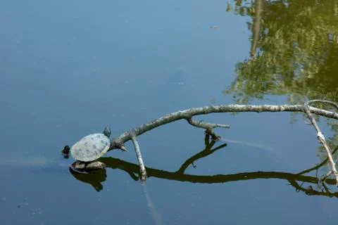 Tortoise 1 Stock Photos