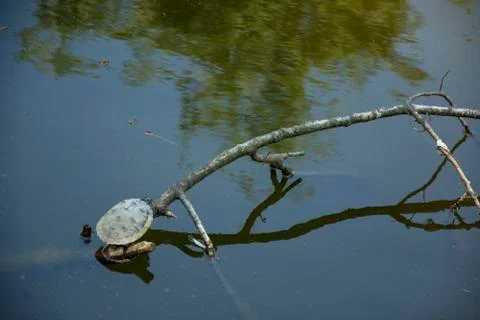 Tortoise 2 스톡 사진