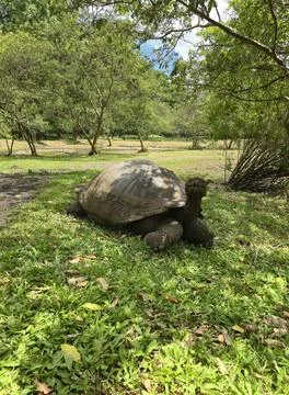 Tortoise 2 Foto stock