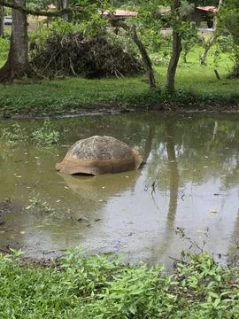 Tortoise 3 Foto stock