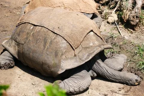 Tortoise aged Stock Photos