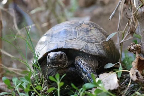 Tortoise amidst grass Stock Photos