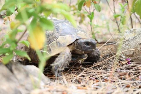 Tortoise amidst grass Stock Photos