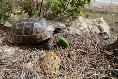 Tortoise amidst grass Stock Photos