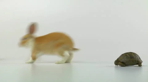 Tortoise and hare race-2 Stock Footage