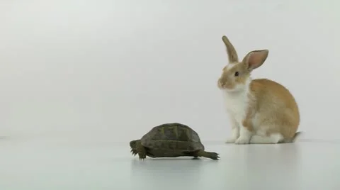 Tortoise and Hare on white background Vídeo Stock 10893694