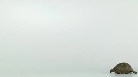 Tortoise and Hare on white background Stock Footage 10894808
