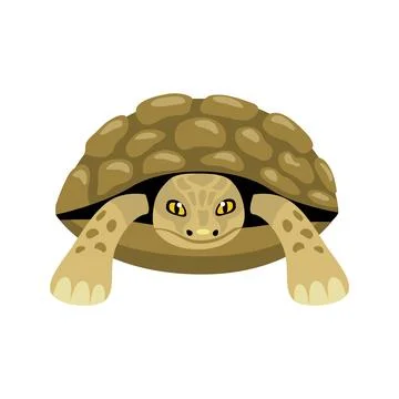 Tortoise animal front view Illustrazione stock