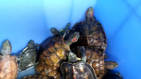 The tortoise is at the aquarium Stock Footage 88647542