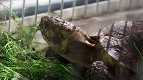 Tortoise basks in its home cage on green grass. Care and handling Stock Footage 280554718