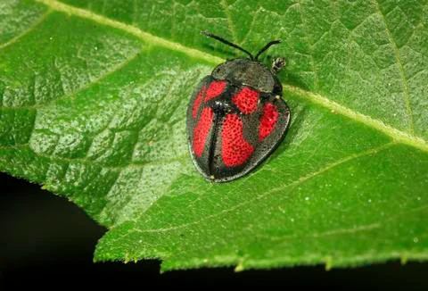 Tortoise Beetle in Belize Stock Photos