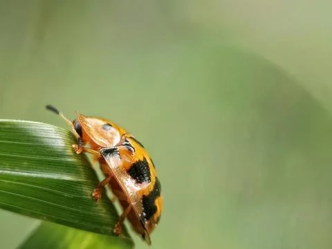 Tortoise Beetle Stock Photos