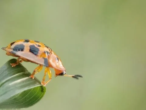 Tortoise beetle Stock Photos
