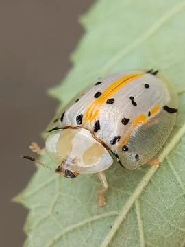 Tortoise Beetle Stock Photos
