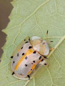Tortoise Beetle Fotos de archivo