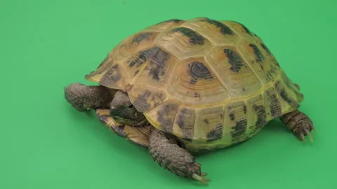Tortoise Big Close up on Green Screen Chroma Key A Continuous Sequence Pt2 of 9 Stock Footage 241632453