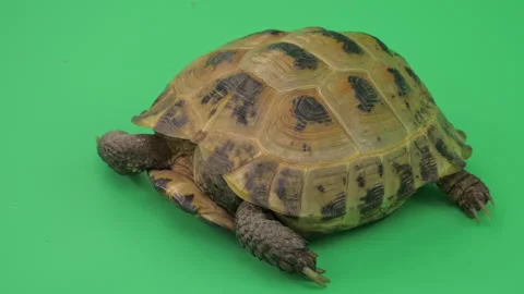 Tortoise Big Close up on Green Screen Chroma Key A Continuous Sequence Pt3 of 9 Stock Footage 241632922