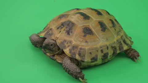 Tortoise Big Close up on Green Screen Chroma Key A Continuous Sequence Pt5 of 9 Stock Footage 241636254