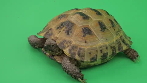 Tortoise Big Close up on Green Screen Chroma Key A Continuous Sequence Pt6 of 9 Stock Footage 241638745