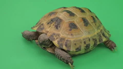 Tortoise Big Close up on Green Screen Chroma Key A Continuous Sequence Pt7 of 9 Stock Footage 241639579