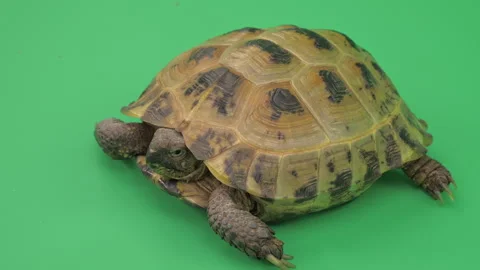 Tortoise Big Close up on Green Screen Chroma Key A Continuous Sequence Pt9 of 9 Stock Footage 241640503