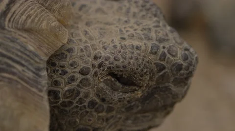 Tortoise blinking in the desert. Video stock 64666844