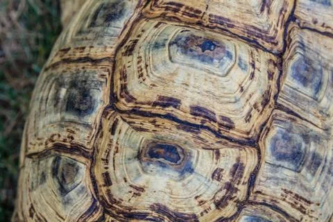 A tortoise with a brown shell Stock Photos